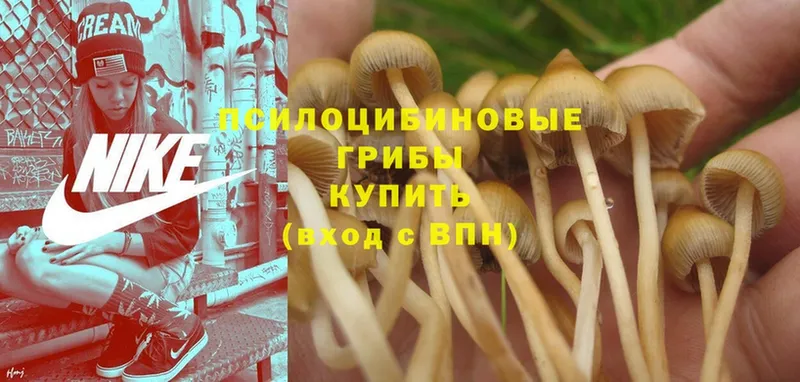 Галлюциногенные грибы Psilocybine cubensis  mega как войти  нарко площадка формула  Мытищи 